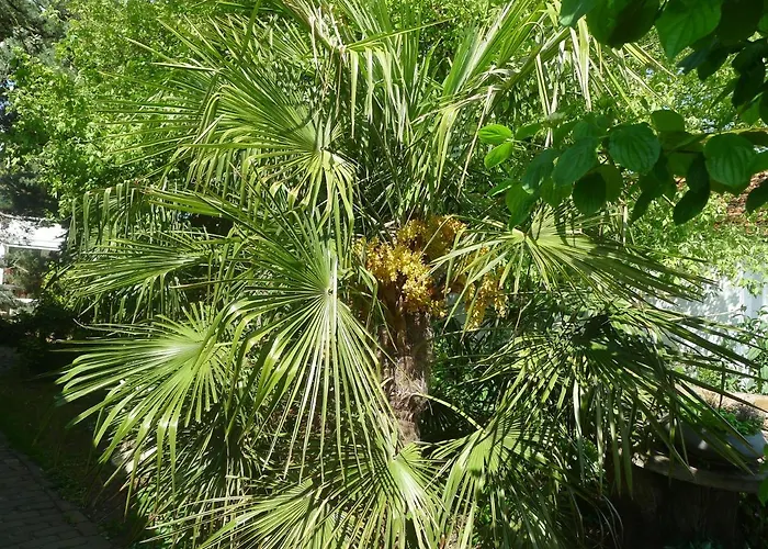 De Kleine Wijngaard Roggel