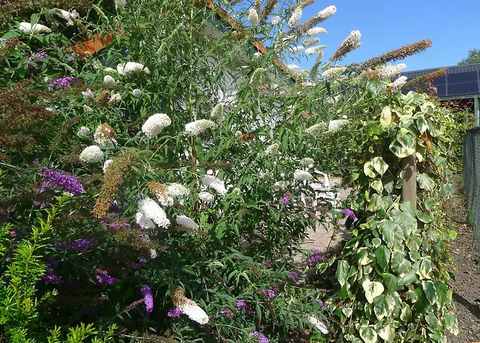 Bed and breakfast De Kleine Wijngaard Roggel