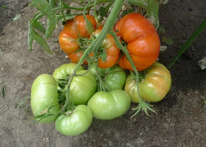 De Kleine Wijngaard 4*