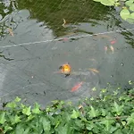 לינה וארוחת בוקר De Kleine Wijngaard