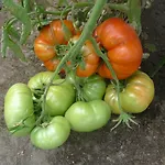 De Kleine Wijngaard 4*