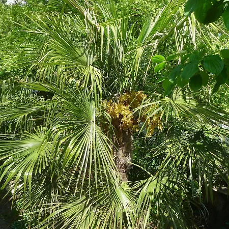 De Kleine Wijngaard 로켈